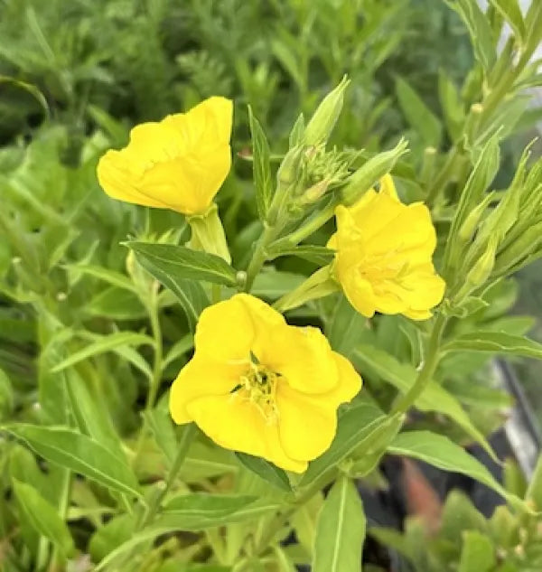 Evening Primrose