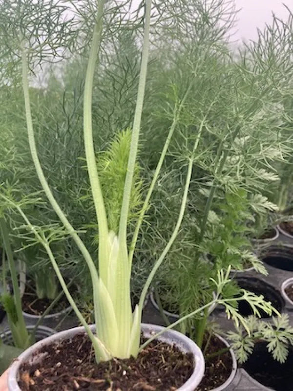 Florence Fennel 'Zeta Fino'