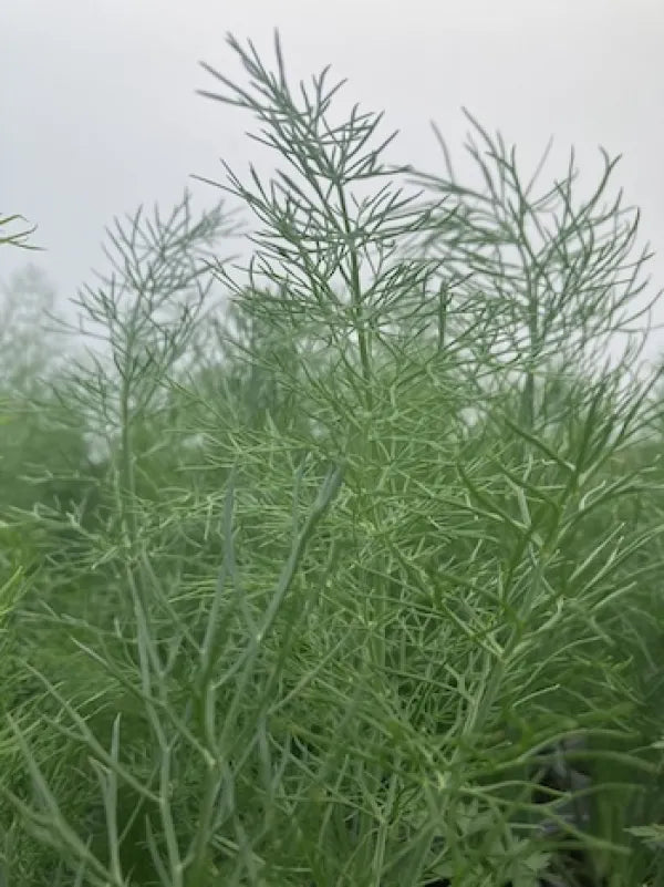 Florence Fennel 'Zeta Fino'
