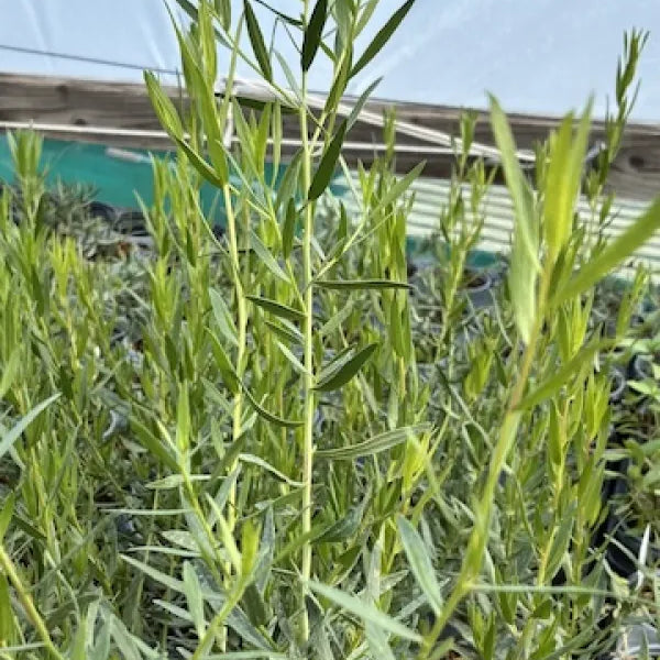 French Tarragon 'Tolergon'