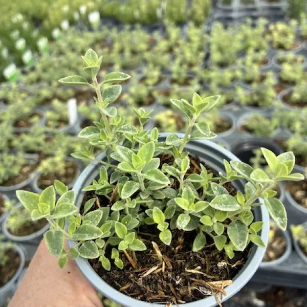High Mountain Mint