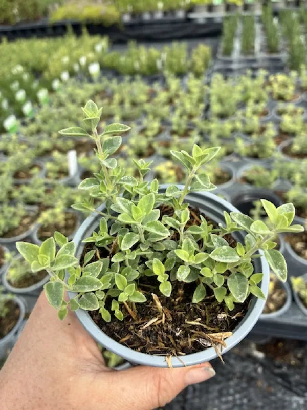 High Mountain Mint