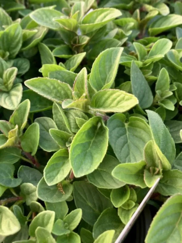 Hillarys Sweet Lemon Mint