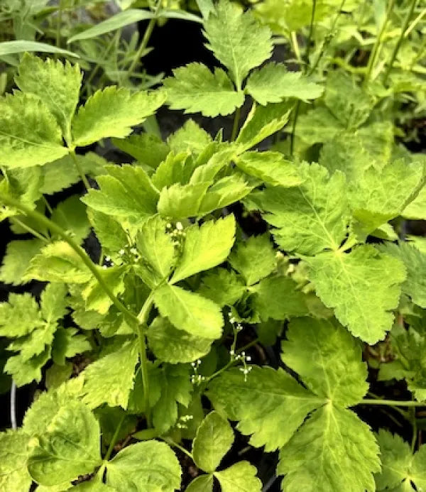 Japanese Parsley