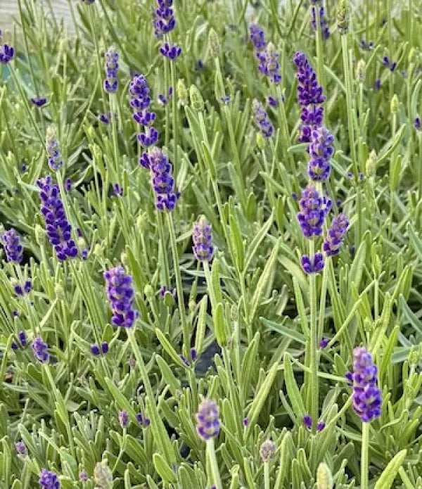 Lavender Bee Zee Dark Blue