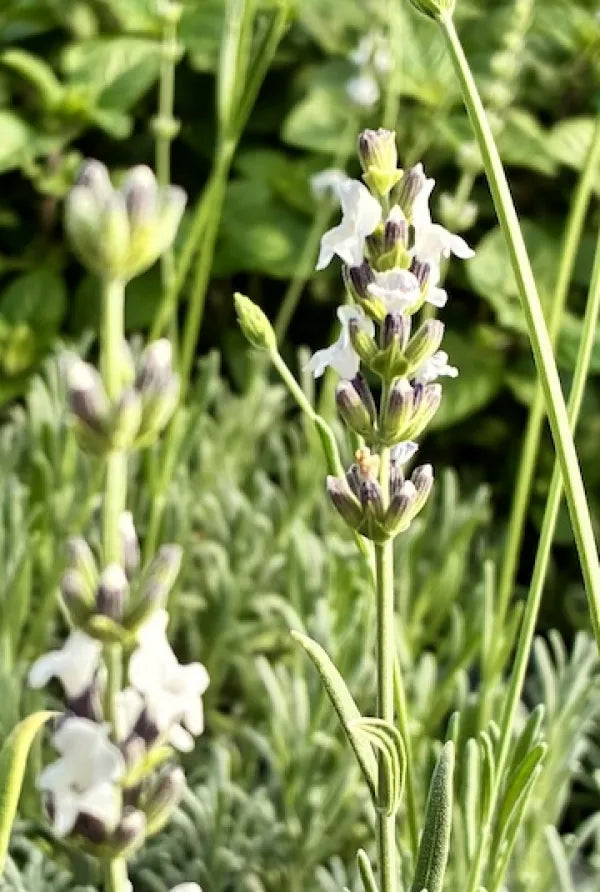 Lavender 'Edelweiss'