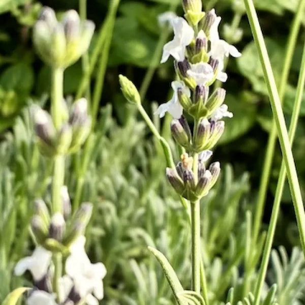 Lavender 'Edelweiss'