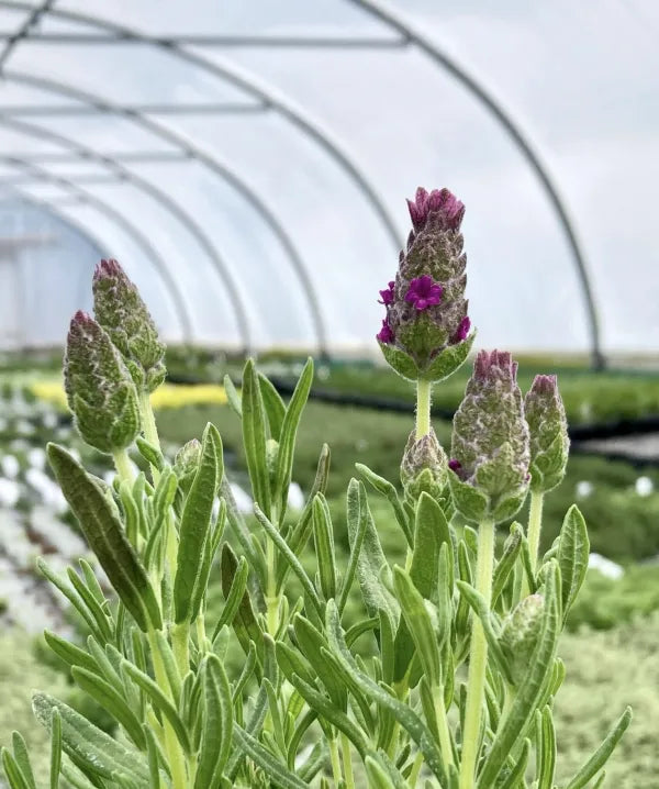 Lavender stoechas 'Kew Red'