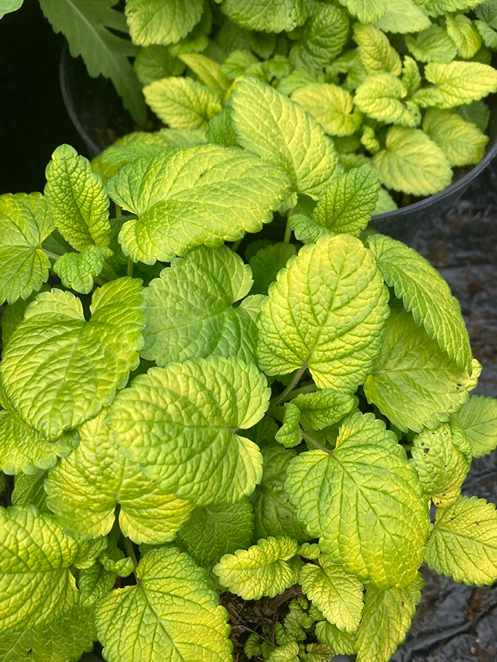 Lemon Balm Gold Leaf