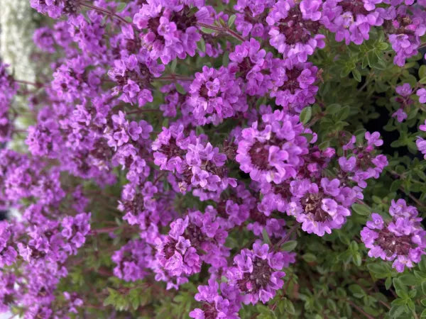 Thyme Creeping Lemon