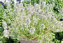 close up of a lemonade thyme with pale pink flowers growing in a 9cm pot into a terracotta pot for display