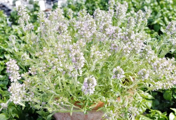close up of a lemonade thyme with pale pink flowers growing in a 9cm pot into a terracotta pot for display