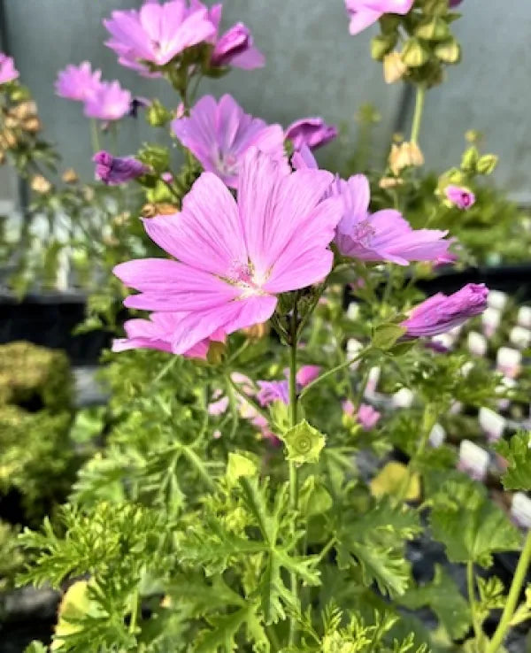 Musk Mallow