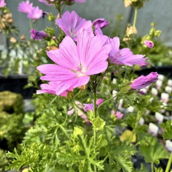 Musk Mallow