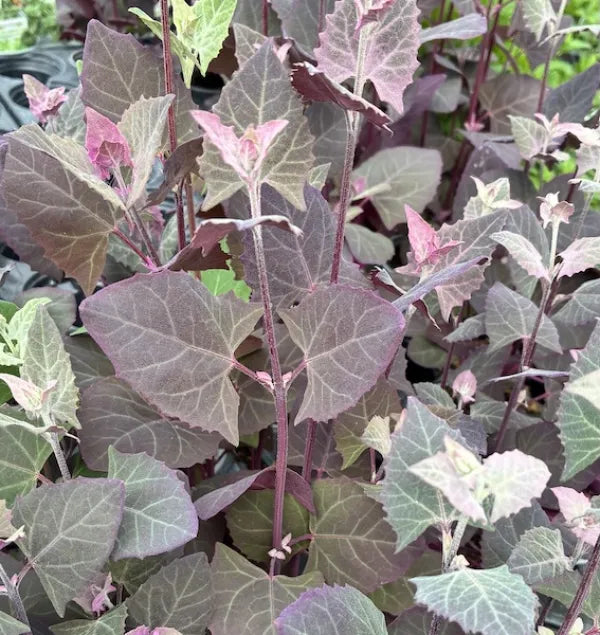 Orach 'Scarlet Emperor'