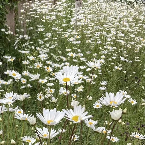 Ox-Eye Daisy