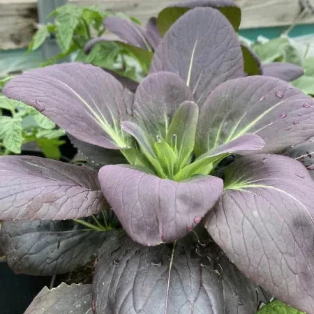 Pak Choi 'Red Lady'