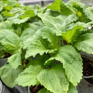 Green Perilla  Shiso