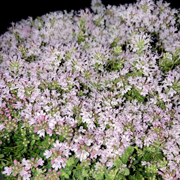 Thyme Pink Chintz