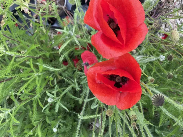 Poppy, Field Poppy