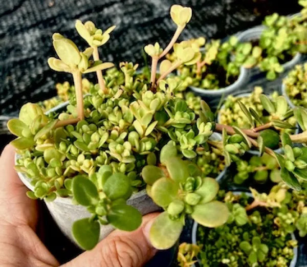 Purslane