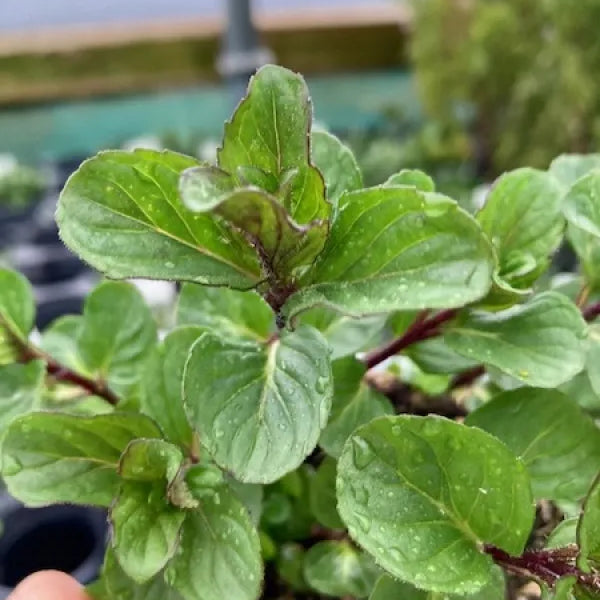 Red Mint
