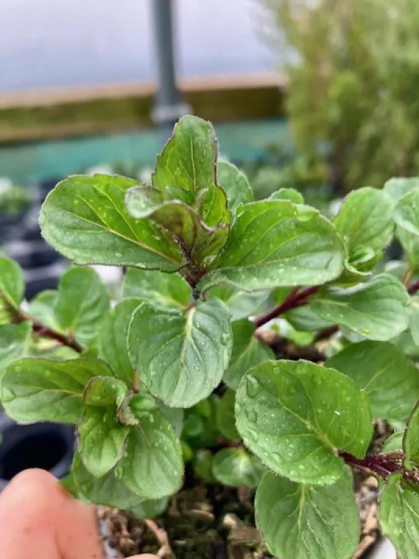 Red Mint