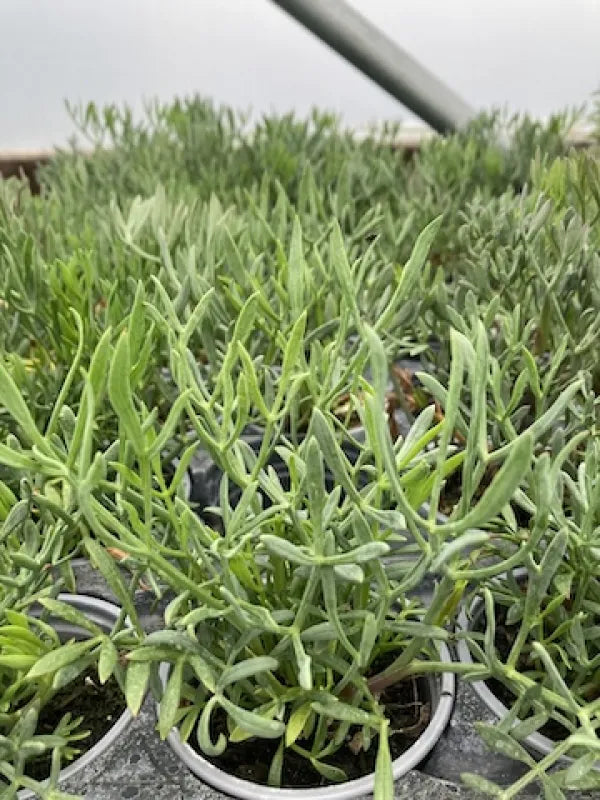 Rock Samphire