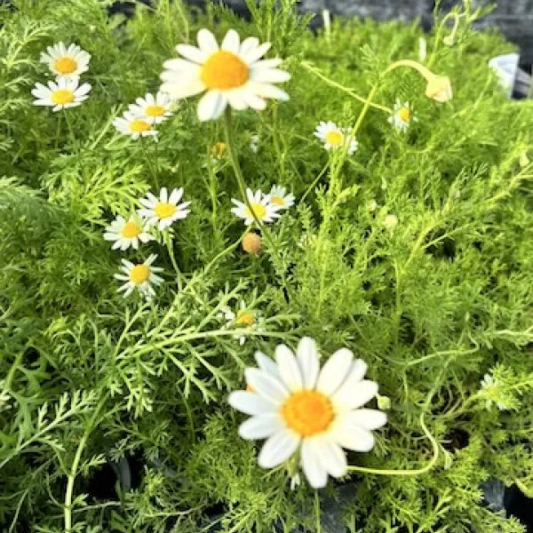 Roman Chamomile