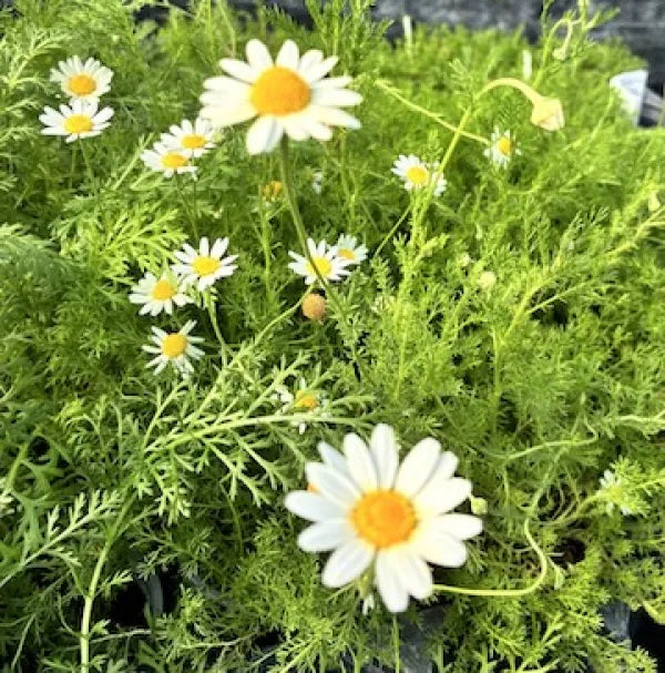 Roman Chamomile