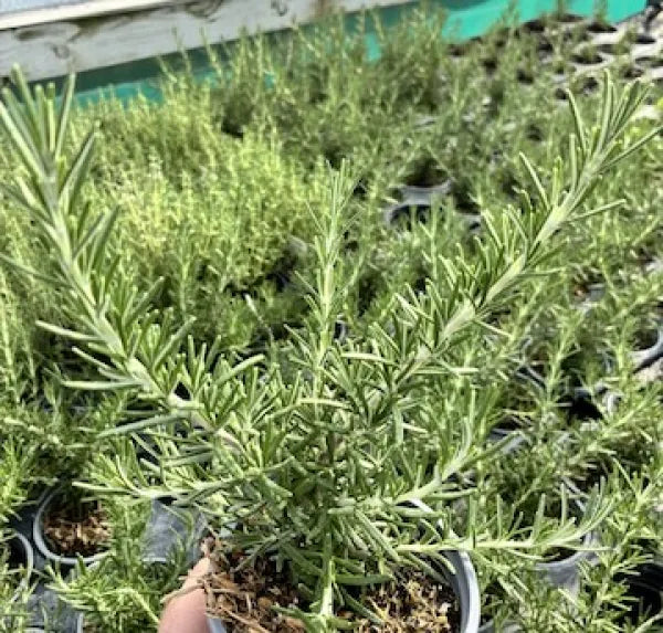 Rosmarinus prostratus 'Boule'