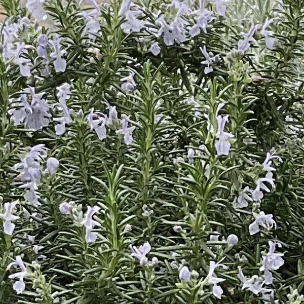 Rosmarinus `Haifa`