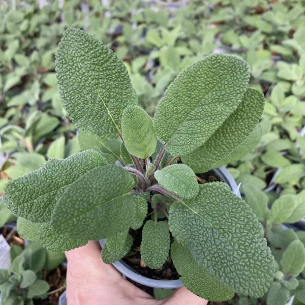 Sage 'Growers Friend'