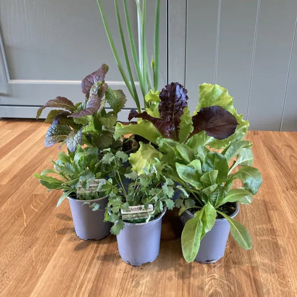 Salad Collection- 6 varieties