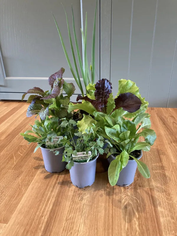 Salad Collection- 6 varieties