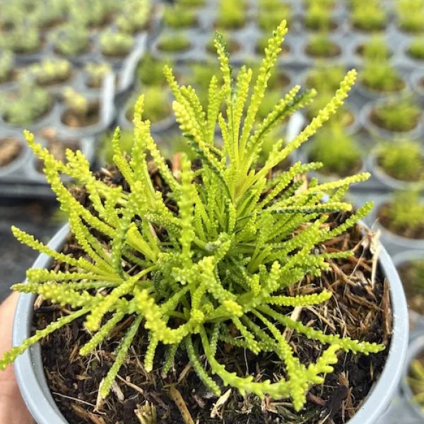 Cotton Lavender 'Lemon Fizz'