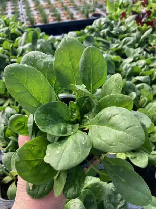 Spinach 'Santa Cruz'