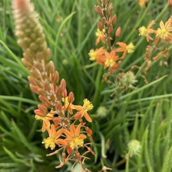 Stalked Bulbine
