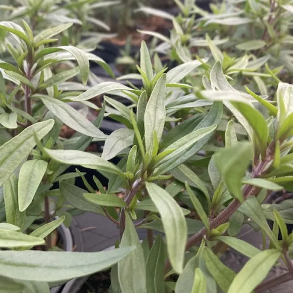 Summer Savory