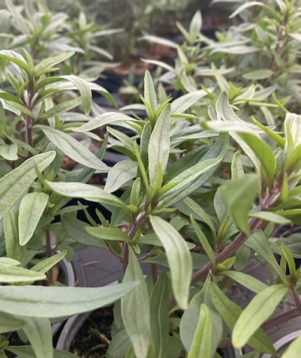 Summer Savory