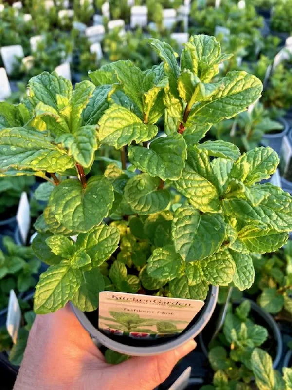 Tashkent Mint