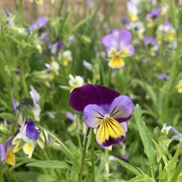 Viola tricolor