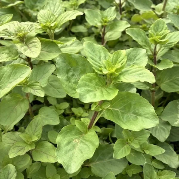 Watermint Watermint (Mentha aquatica) | Hardy Pond & Bog Garden Herb – Kitchen ...