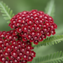 achillea-cassis-close-up
