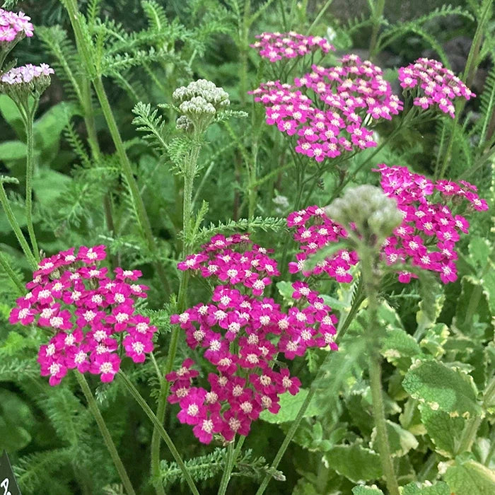 Achillea 'Cerise Queen'