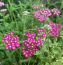 A hardy Achillea ‘Cerise Queen’ plant with vibrant cerise pink flat-topped flower clusters and feathery aromatic green leaves.