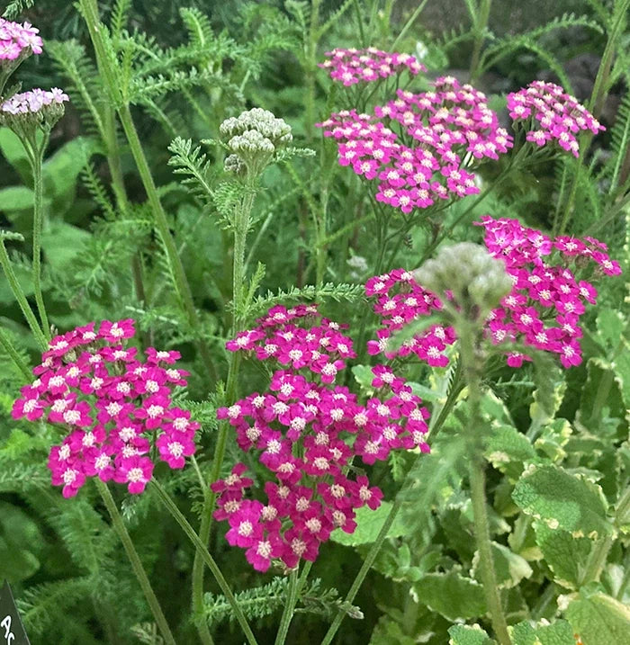 A hardy Achillea ‘Cerise Queen’ plant with vibrant cerise pink flat-topped flower clusters and feathery aromatic green leaves.