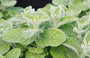 A striking Atlas Mountains Mint plant with rounded silvery-blue leaves and small pale purple flower spikes. Grown in a recyclable pot in the UK by Kitchen Garden Plant Centre.