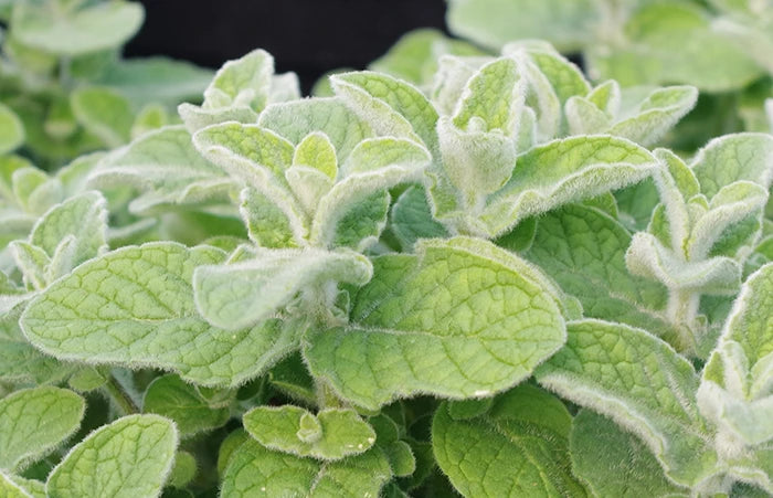 A striking Atlas Mountains Mint plant with rounded silvery-blue leaves and small pale purple flower spikes. Grown in a recyclable pot in the UK by Kitchen Garden Plant Centre.