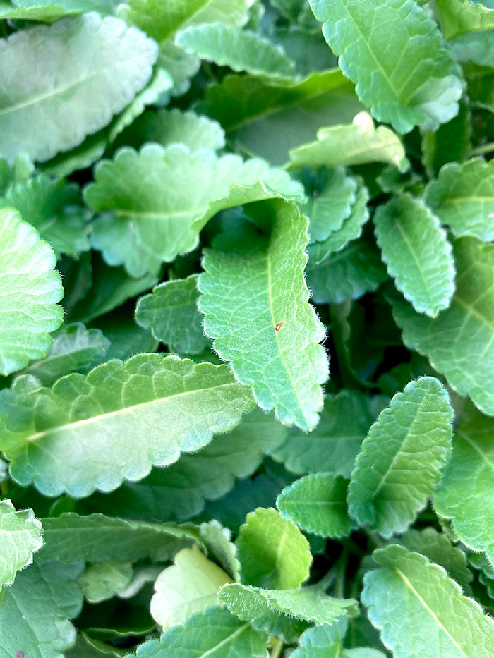 A hardy perennial Wood Betony plant with scalloped green leaves and upright spikes of reddish-purple flowers. Grown in a recyclable pot in the UK by Kitchen Garden Plant Centre.
